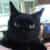 黒猫の里親 さんのプロフィール写真